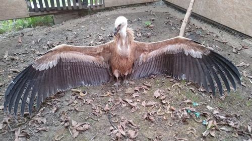 GALERIE FOTO Un vultur sur, pasăre dispărută din România, găsit epuizat în Parcul Natural Lunca Mureşului / Pasărea ar fi ajuns din Bulgaria sau Serbia în cautare de hrană