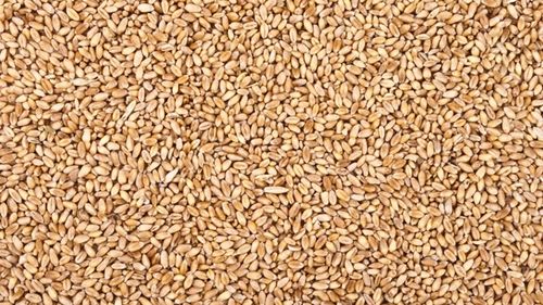 Cel mai mare transport de grâu românesc de la 1 iulie până în prezent a avut ca destinație Arabia Saudită, peste 100.000 tone