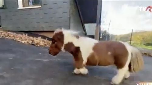 VIDEO Cel mai mic ponei din lume trăieşte într-o fermă din Germania