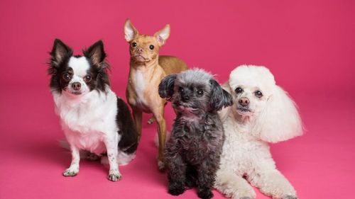 Câinii, tot mai iubiți în Europa: Unde se află România în clasament