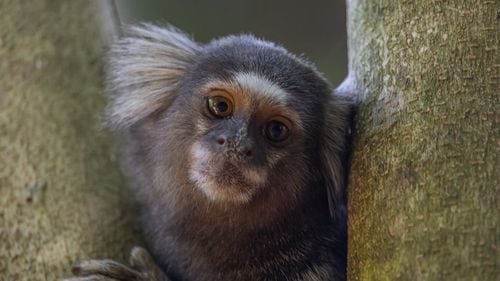 Marmosetele folosesc nume pentru a comunica între ele