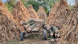 Încă un caz de agresiune asupra unui pădurar care a surpins o acțiune de furt de arbori