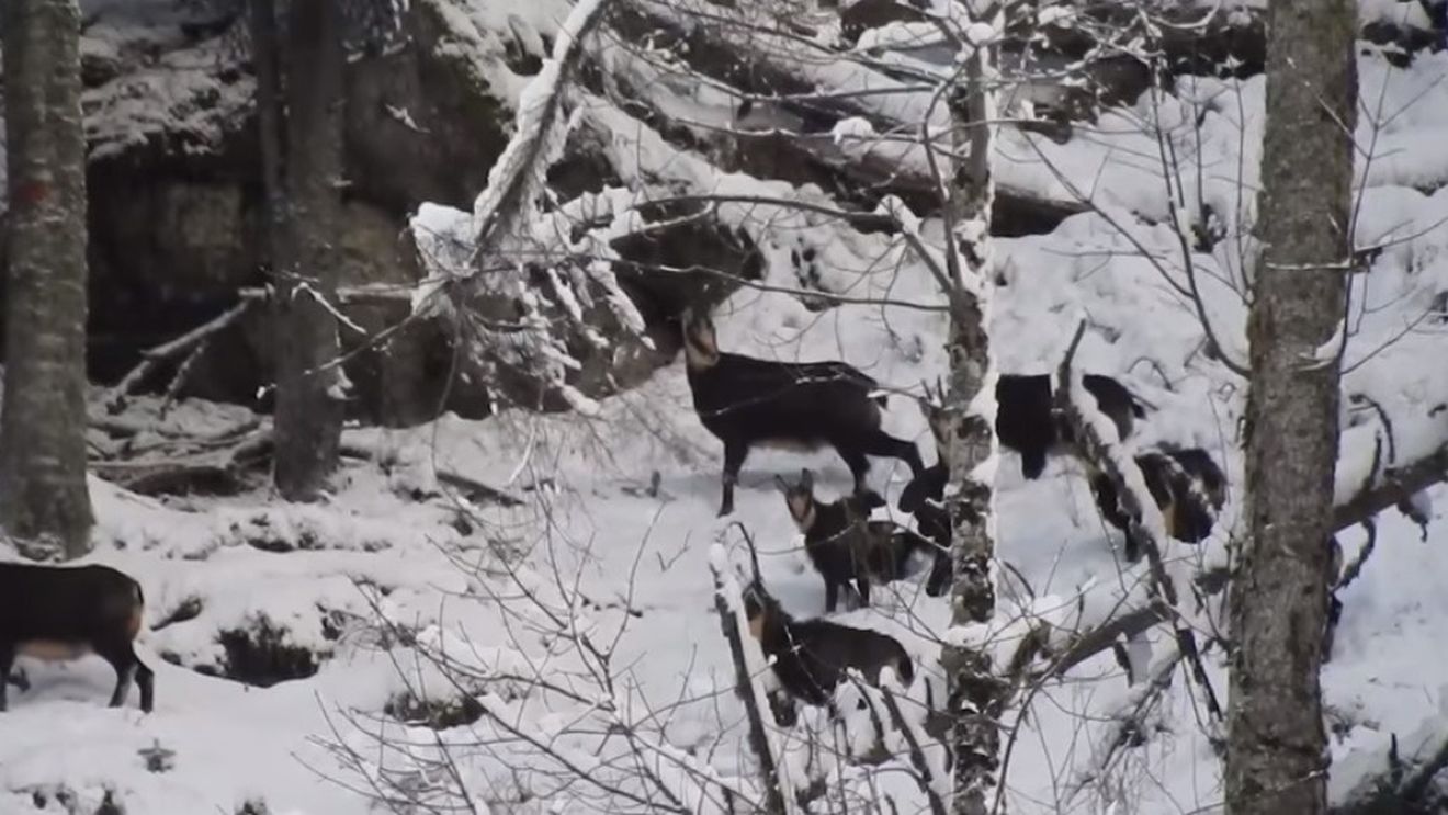 VIDEO Imagini rare cu capre negre și iezii lor în Retezat