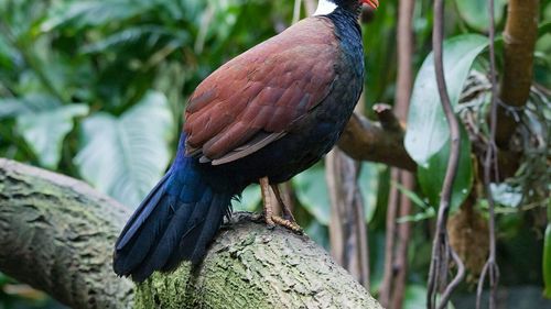 Ungaria anunţă descoperirea unui focar de gripă aviară înalt patogenă H5N1