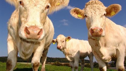 Cât de responsabile sunt animalele pentru emisiile de gaze cu efect de seră?