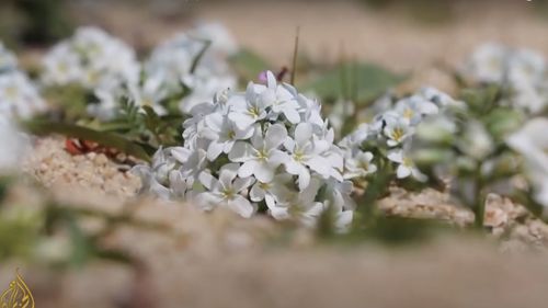 Botaniștii au identificat 33 de locuri pe planetă unde se găsesc mii de specii de plante necunoscute, majoritatea în pragul extincției. Ar putea conține indicii pentru viitoare descoperiri de medicamente, combustibili sau alte inovații