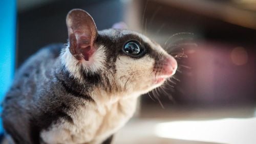 Argentinienii aleg animale de companie exotice: Porci, cai, planori de zahăr sau tarantule, noile surse de afecțiune în pandemia COVID-19