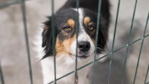 VIDEO | 7 din 10 bucureșteni ar plăti o taxă pentru adopția unui animal: „Dacă e vaccinat, deparazitat și sterilizat, merită!”/ Câți bani sunt dispuși să scoată din buzunare