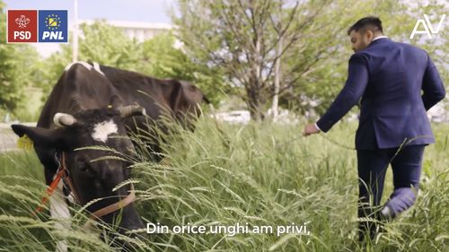VIDEO Candidatul PSD-PNL, plimbând o vacă prin Sectorul 5, în vecinătatea Cotroceni: Dacă ne-am lua după actualul primar am zice că în Sectorul domniei sale, mă scuzați, în Sectorul familiei sale, curge doar lapte și miere
