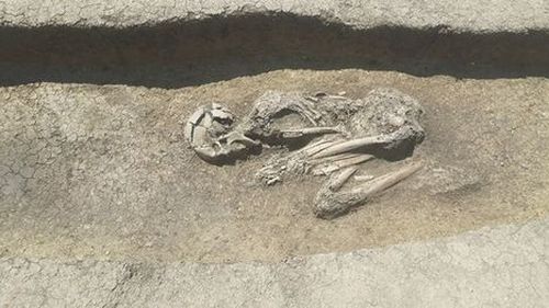 O necropolă antică cu 40 de morminte și rămășițe umane de bebeluși și adulți a fost descoperită în Corsica