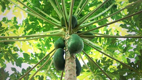 O stațiune pomicolă din Buzău vinde arbuști de kiwi, curmal chinezesc și paw-paw / Temperaturile ridicate au ajutat la aclimatizarea unor specii exotice