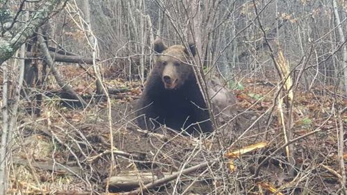 Mesaj Ro-Alert privind prezența unui urs la Ploiești, în zona de vest a orașului