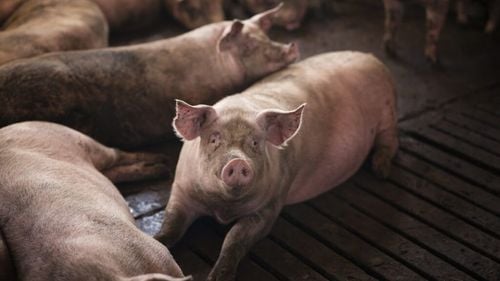 13.000 de porci au murit într-un incendiu uriaș provocat de o dronă rusească în nord-estul Ucrainei. Animalele erau adăpostite în opt clădiri