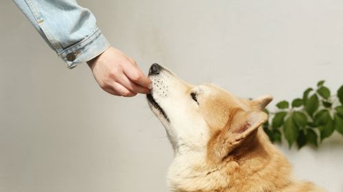 VIDEO EXCLUSIV | De ce este important să învățăm câinele să refuze hrana: Mâncatul de pe jos sau de la persoane străine poate avea consecințe grave / Sfaturile instructorului canin Mihai Nae