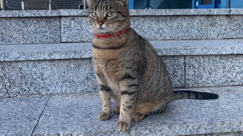 Aeroportul București: Ajutați-ne să recuperăm mascota! Răspunde la numele Vasi sau Mira și sigur vrea acasă