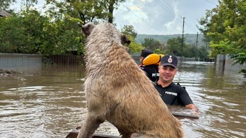 Peste 2200 de animale şi 6200 de păsări au murit în urma inundaţiilor din judeţele Vaslui şi Galaţi