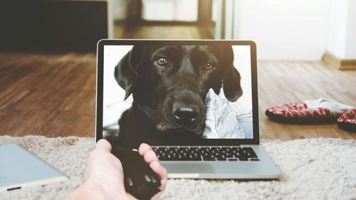 Exclusiv | Dresaj în era digitală: Câini mai fericiți cu ajutorul AI / Cum ne ajută tehnologia să ne înțelegem animalele și cât ar trebui să ne bazăm pe inteligența artificială în viața lor (VIDEO)