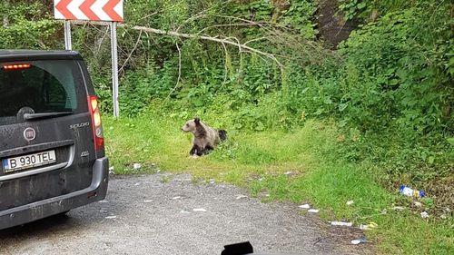 Transfăgărăşanul se redeschide miercuri dimineață, traficul va fi permis doar ziua/ CNAIR: Șoferii să circule cu atenţie, întrucât urșii stau uneori chiar pe şosea