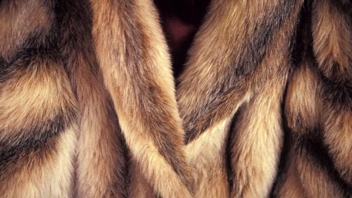 Legea care interzice fermele de blănuri în România a fost adoptată / Animalele erau crescute în condiții îngrozitoare, potrivit unei investigații