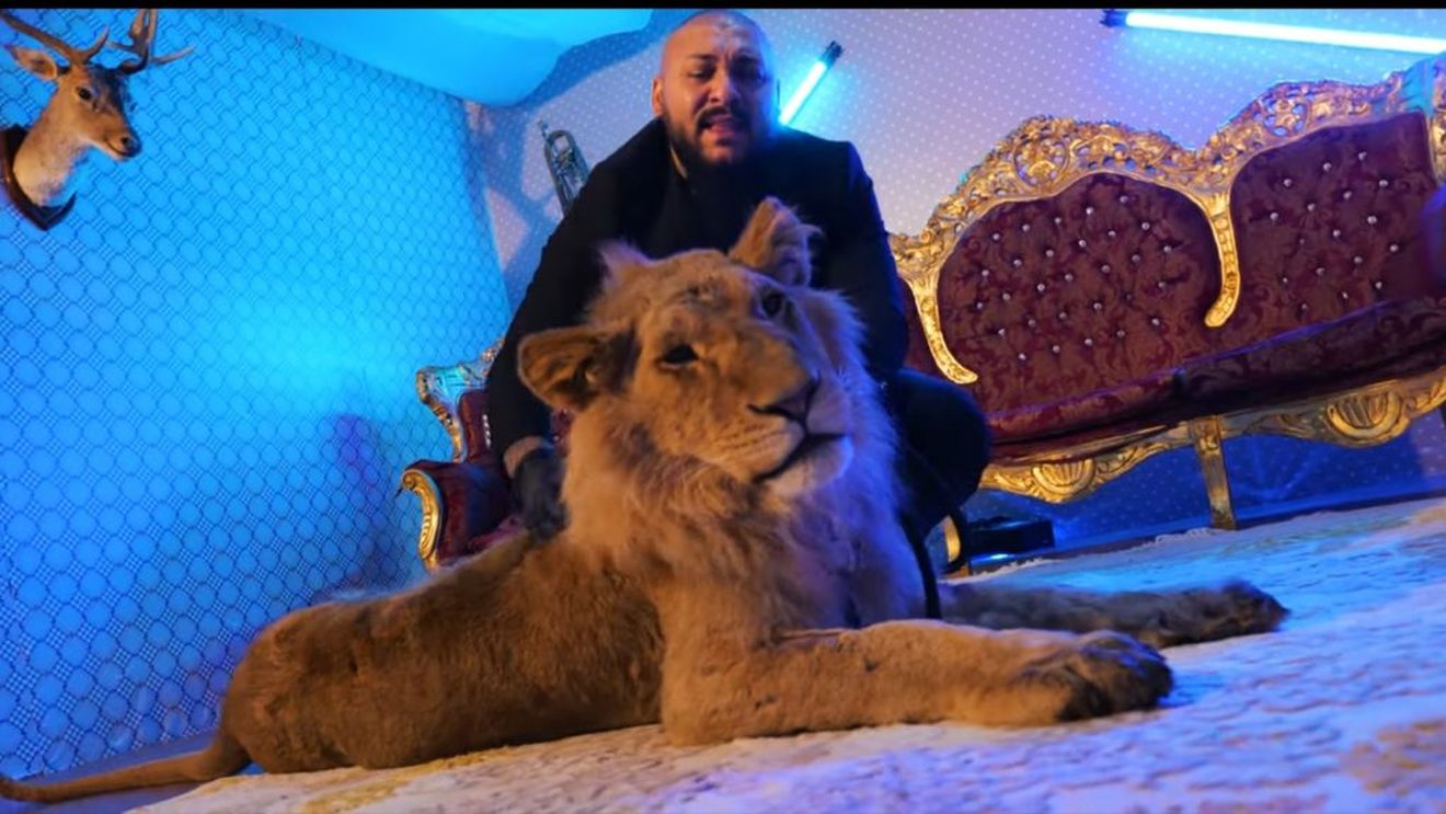 SURSE Politiștii au găsit leul care ar fi fost folosit în videoclipul manelistului Dani Mocanu. Animalul a fost dus la Grădina Zoologică din Târgoviște, unde specialiștii vor stabili dacă este sau nu animalul căutat