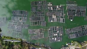 Ce vor cercetătorii români să introducă în Marea Neagră. Ar fi pentru prima dată când se întâmplă așa ceva