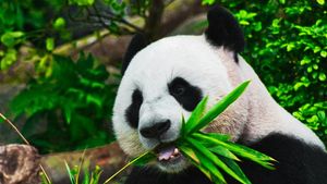 A murit Tan Tan, cel mai bătrân panda uriaş din Japonia