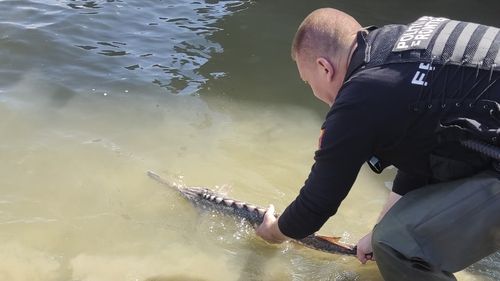 Un bărbat a fost surprins în timp ce pescuia sturioni pe Marea Neagră dintr-o ambarcaţiune / Când i-a văzut pe poliţiştii de frontieră, a aruncat din barcă patru exemplare de sturioni şi unul de calcan