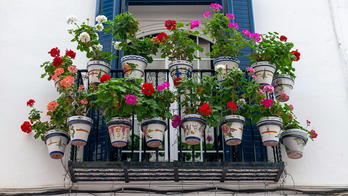 Plante care rezistă la canicula extremă: ce alegi pentru balconul din România