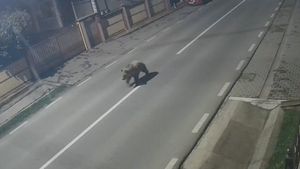 VIDEO Locuitorii unei comune din Alba și-au păzit străzile pe timpul nopții, de frica unui urs filmat în zonă cu o seară înainte