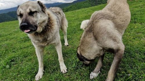 Conflict în lumea crescătorilor de câini. Asociația Chinologică Română acuză o organizație din Sibiu că promovează ilegal agresivitatea câinilor ciobănești românești prin „testarea mușcăturii la manșon”