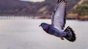 România este în primele cinci ţări din lume în topul rezultatelor porumbeilor voiajori