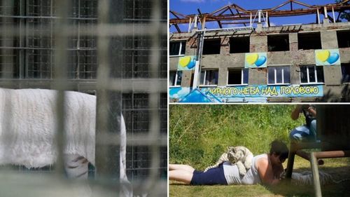 „Animalele noastre s-au obișnuit cu bombardamentele”: Cum trăiesc tigrii, leii și angajații la periferia orașului Harkov, în cel mai periculos parc zoologic din Europa