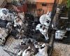 FOTO 115 pisici au fost găsite dintr-un apartament din București / Pisicile au fost preluate de mai multe asociații de protecția animalelor