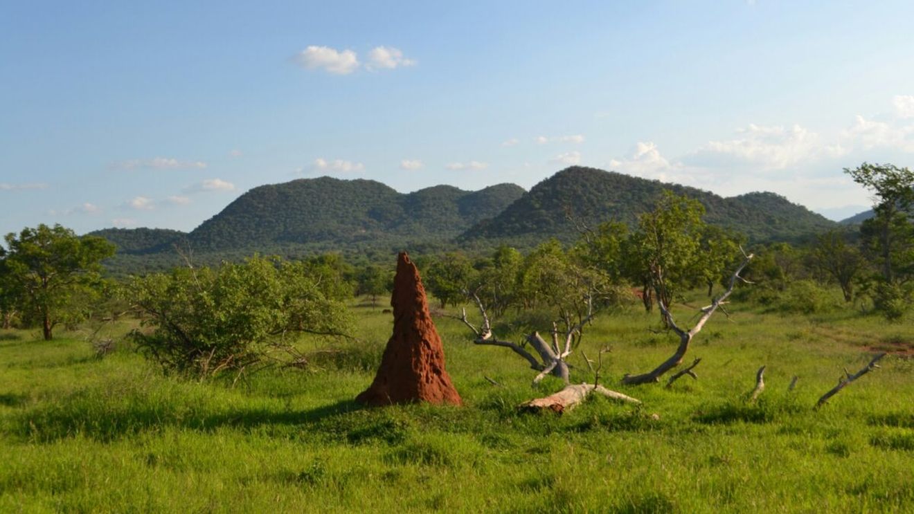 Oamenii de știință din Africa de Sud au descoperit mușuroaie de termite de acum 30.000 de ani, cele mai vechi din lume