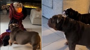 EXCLUSIV | O nouă „modă” periculoasă printre stăpânii de animale: își sperie câinii cu decorațiuni de Halloween. Medicul veterinar avertizează: „Când animalul percepe un pericol, sistemul nervos intră în alertă maximă, iar corpul se pregătește să fugă sau să atace”