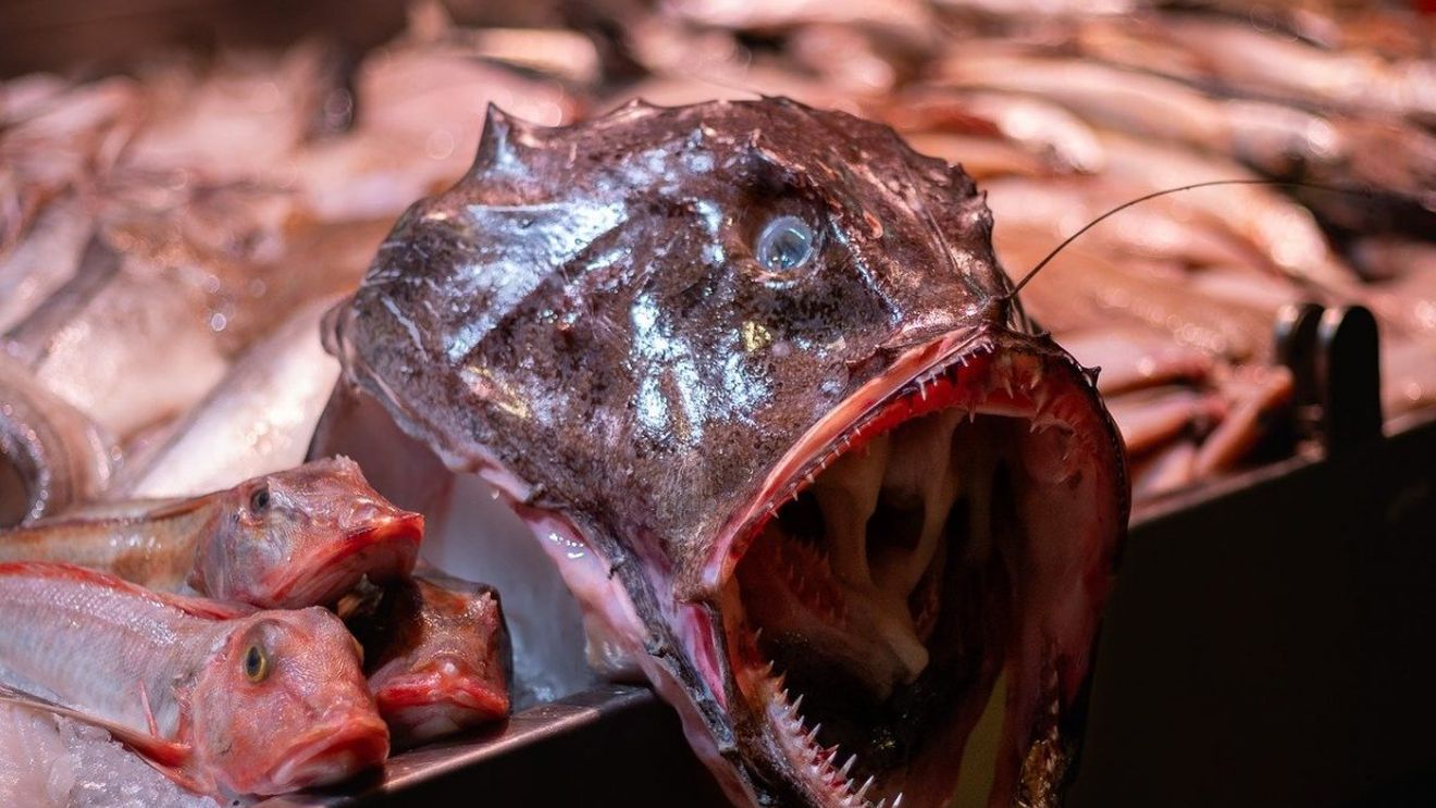 Cercetătorii au descoperit microplastic în ţesutul muscular al peştilor