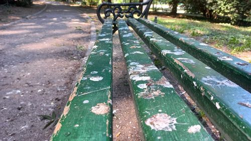 Numărul ciorilor și porumbeilor, în continuă creștere în București / Ornitolog: vina e a noastră, pentru le dăm de mâncare și lăsăm gunoaiele peste tot