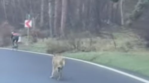 UPDATE VIDEO Un biciclist, urmărit de un lup pe drumul spre Poiana Brașov / Lupul din imagini ar fi o femelă gestantă / ”Uneori, anumite animale sălbatice pot părea dezorientate în prezența oamenilor”