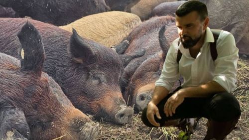 Cum s-a apucat tenorul Vlad Miriță să crească animale: „E un paradox: noi le creștem ca să le sacrificăm, dar în același timp ne place să le creștem bine, să fie fericite”
