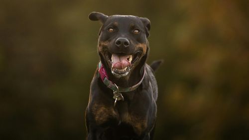 Un bărbat care alerga într-un parc a fost omorât de trei câini rottweiler, lângă Roma