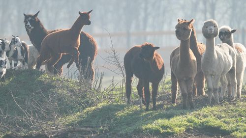FOTO Valea Ciutelor - o zonă dedicată pentru alpaca și căprioare a fost amenajată în parcul „Romanescu” din Craiova