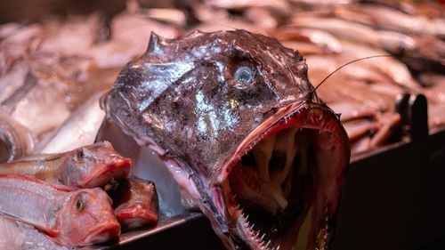 Cercetătorii au descoperit microplastic în ţesutul muscular al peştilor