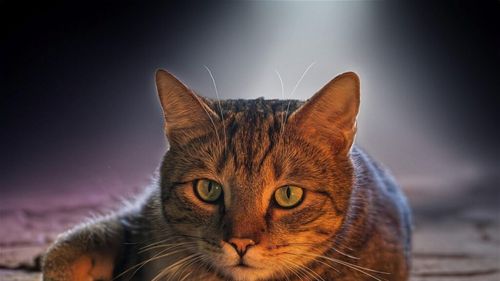 Oamenii de știință cred că știu totul despre pisici, dar nu este așa. Felinele ascund o serie întreagă de gesturi și trăiri greu de descifrat
