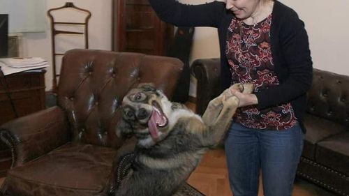 Scandal politic între Ludovic Orban și PNL în legătură cu câinele Toby. Fostul lider liberal: Epigonii instalați la ordin la butoanele partidului l-au alungat / Șefa de la Protecția Animalelor Ilfov: E bine. A ajuns în grija mea și a colegilor mei. Îl promovăm pentru adopție