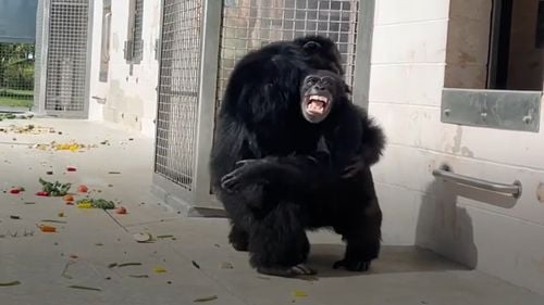 Momentul emoționant în care un cimpanzeu vede pentru prima dată cerul liber