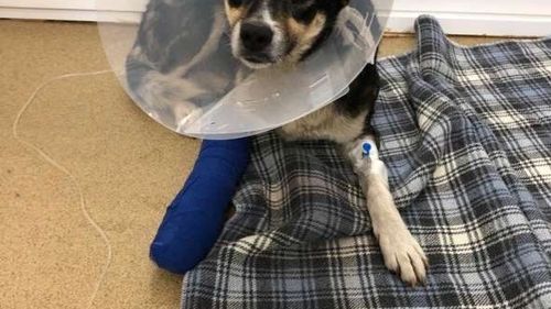 O căţeluşă, accidentată intenţionat, salvată de poliţiştii din Hunedoara / Patrupedul a aparţinut unei persoane care a decedat