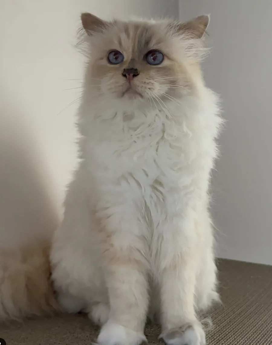 pets, animale de companie, mostenitoare, animale de companie mostenitoare 