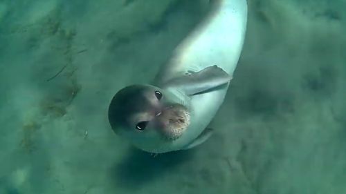 VIDEO Foca-mascotă Kostis, din insula grecească Alonissos, a fost ucisă cu harponul. Episodul a stârnit furia opiniei publice: ”Răutatea și prostia umană nu au limite!”