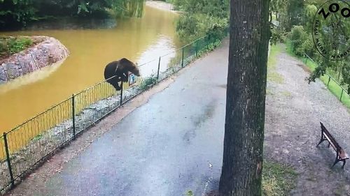 UPDATE Ursul care a umblat liber câteva nopți prin grădina zoologică Târgu Mureș și a omorât o căprioară a fost împușcat (video)