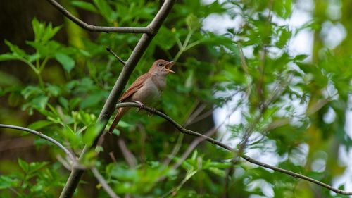 Parcul Etnografic din Cluj organizează ”Noaptea privighetorilor” / Evenimentul amintește de prima transmisiune radiofonică în direct, din natură, realizată de BBC în 1924